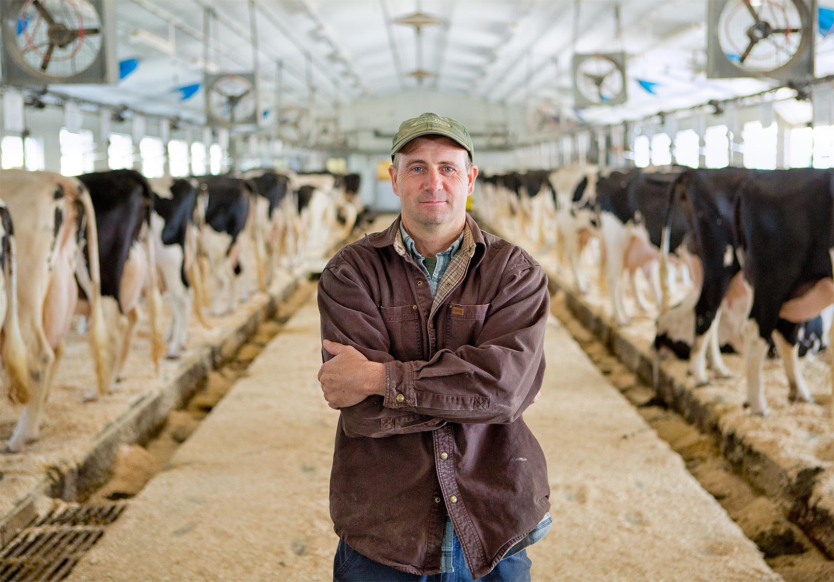 Farmer with dairy cows in a beautiful clean state of the art dairy barn.