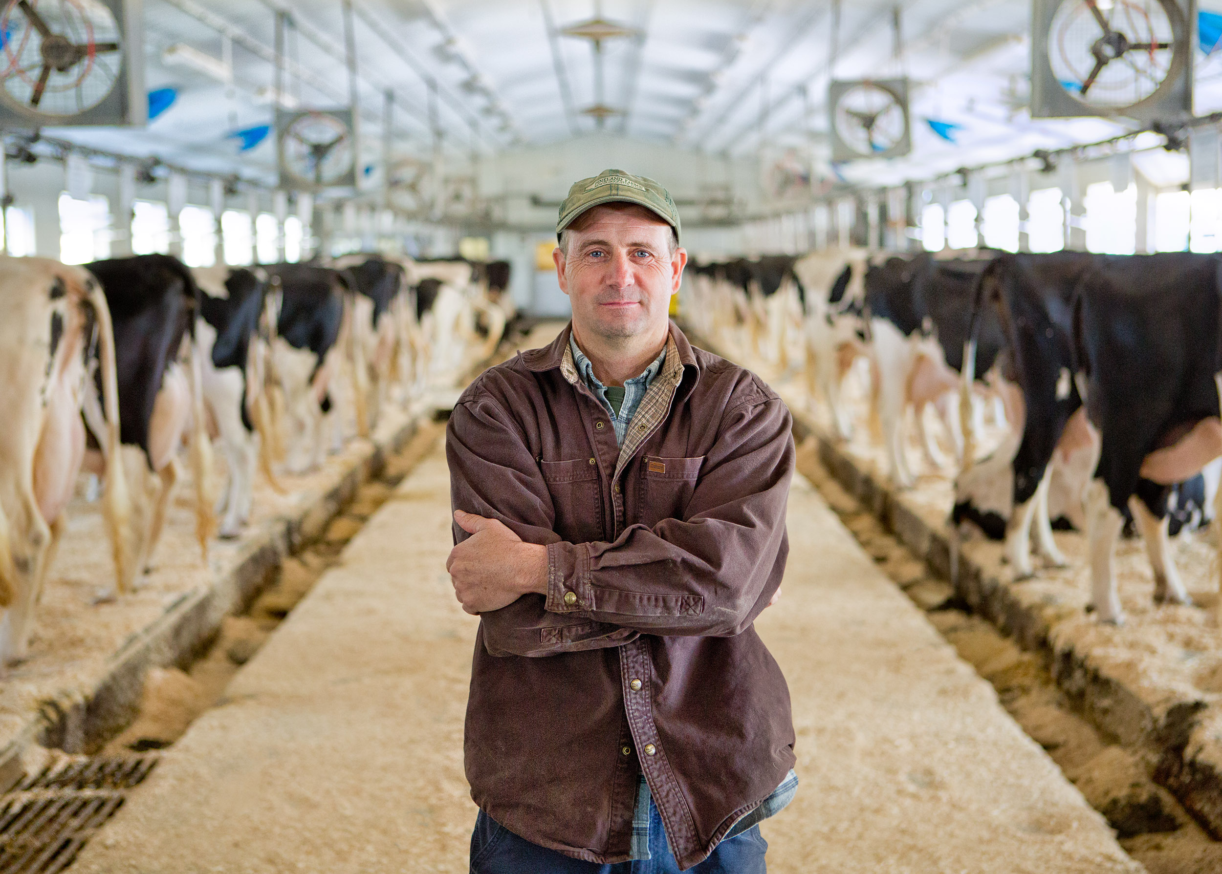 Pineland Farms Dairy Cows