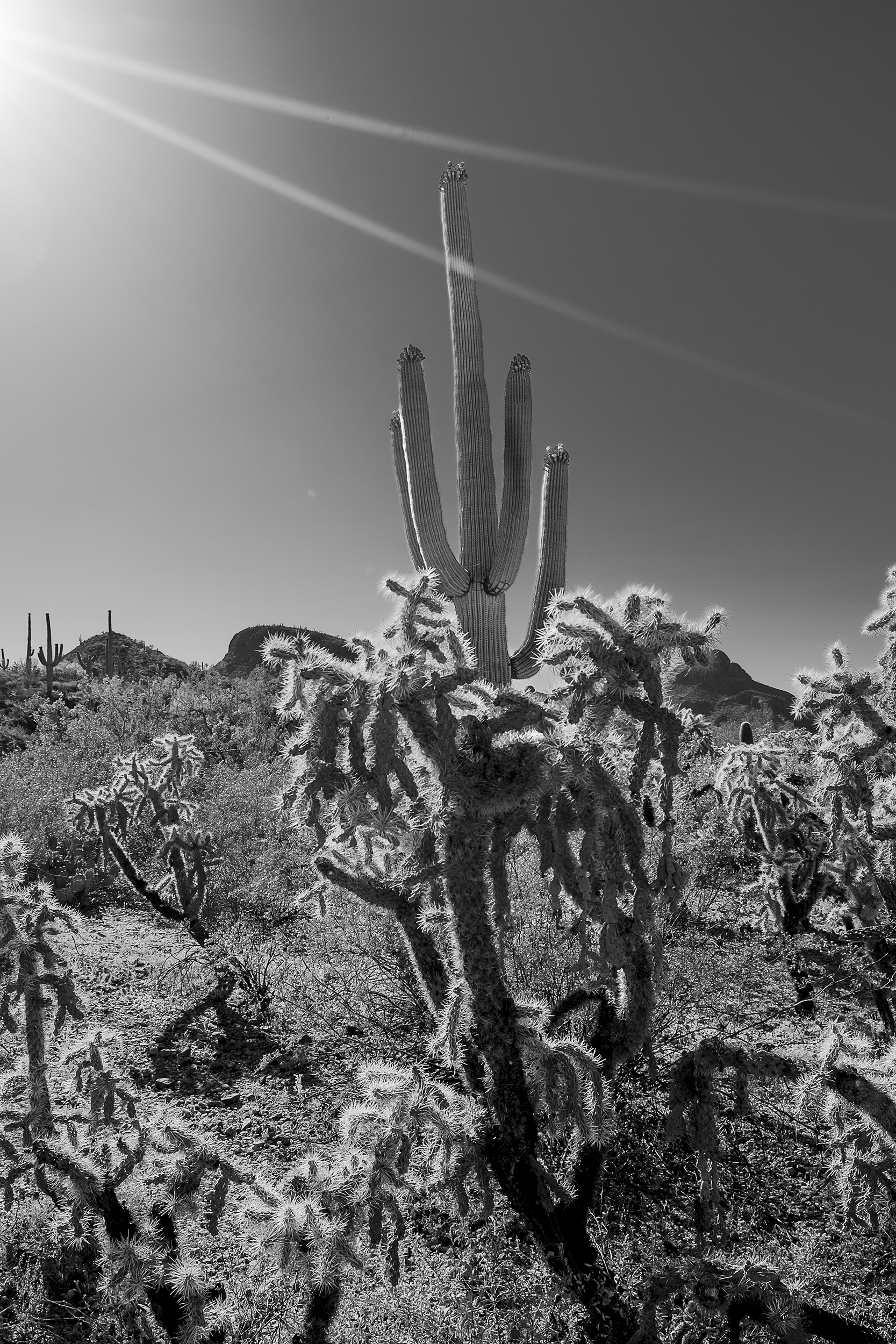 XE2_Tucson_May08_23_4205_2500px