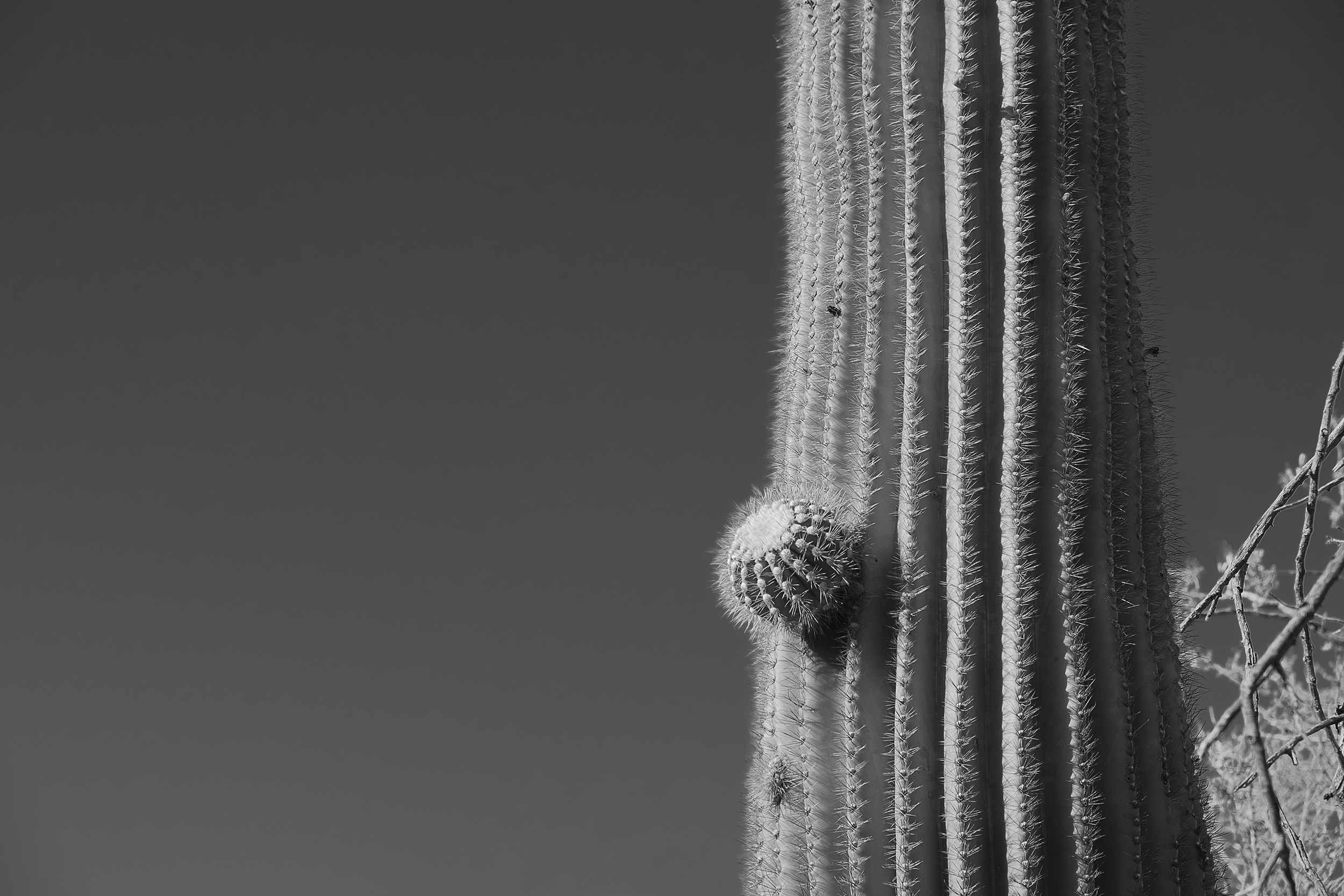 XE2_Tucson_May08_23_4236_2500px